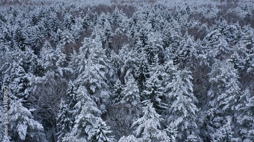 Aerial top view of winter snowy forest with fir-trees, pines, spruces in snow. Russia, Lapland. Christmas season. Beautiful texture with trees, wallpaper. © dimabucci