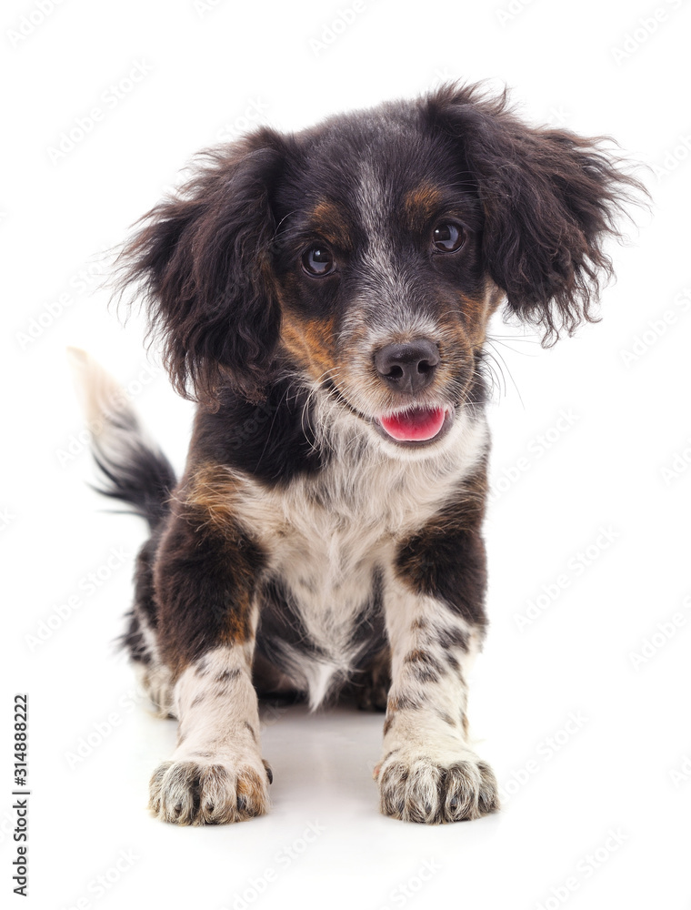 One little puppy. One little puppy.