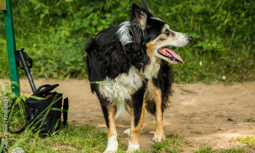 Border Collie Standing Guard