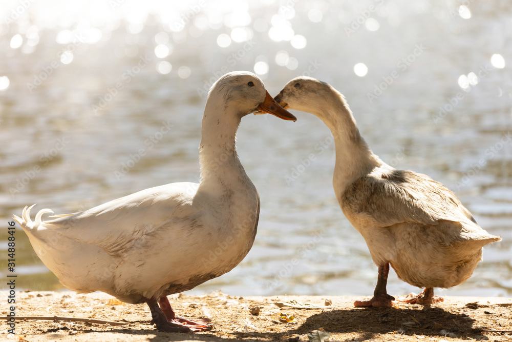 Fototapeta premium two dirty white ducks stand next to a pond or lake with bokeh background. male and female duck is in the breeding season in the rural farm. agriculture and animal farm concept.