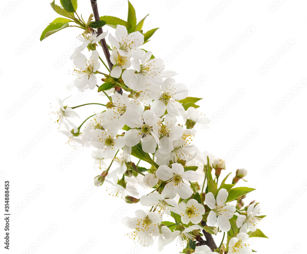 Cherry branch with blossom.