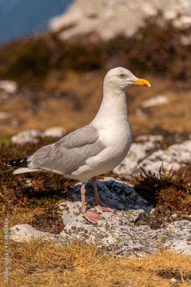 Obraz premium La pointe de Pen-Hir dans la presqu'île de Crozon, en Bretagne