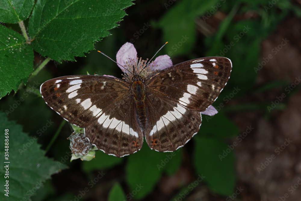 Obraz premium 23.06.2019 DE, NRW, Köln, Wahner Heide Kleiner Eisvogel Limenitis camilla (LINNAEUS, 1764)