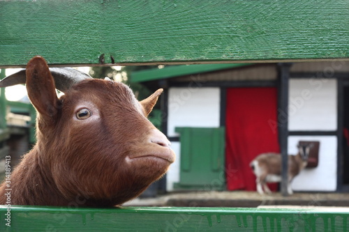 Lustig schauende Ziege schaut in die Kamera durch einen grünen Zaun mit Hörnern und lustigem Blick vor ihrem Stall © sunakri