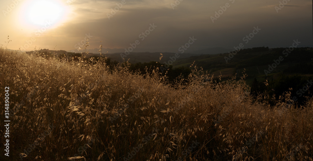Tuscan oatfield in warm light at Sunset