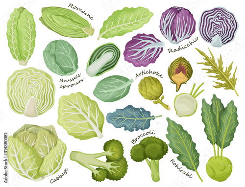 Cabbage of lettuce vector cartoon set icon.Vector illustration set vegetable food. Isolated cartoon icon cabbage of lettuce on white background .