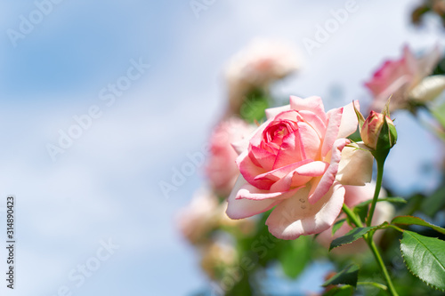 Fototapeta Naklejka Na Ścianę i Meble -  Wide web banner with roses