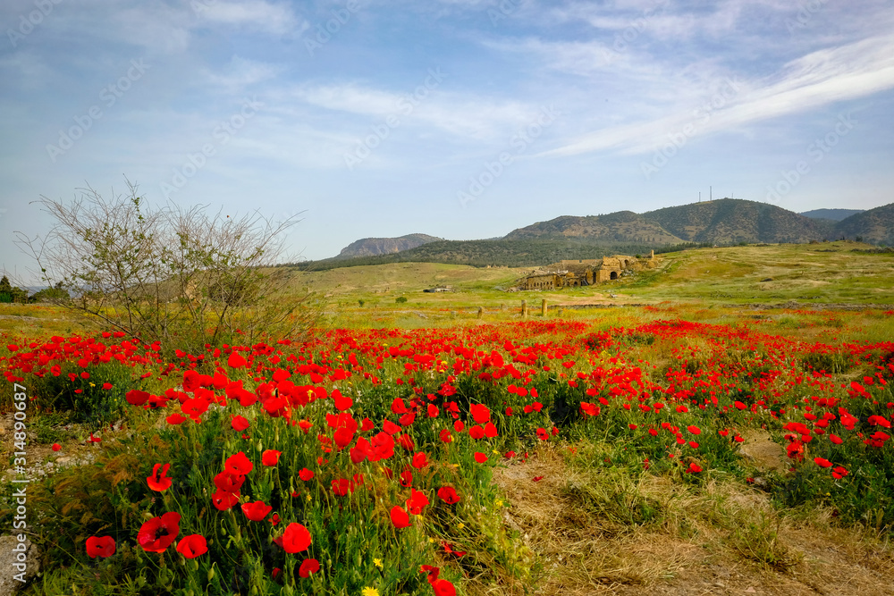 The field of wild red poppy flowers in the morning light with single tree and Hierapolis at the background.