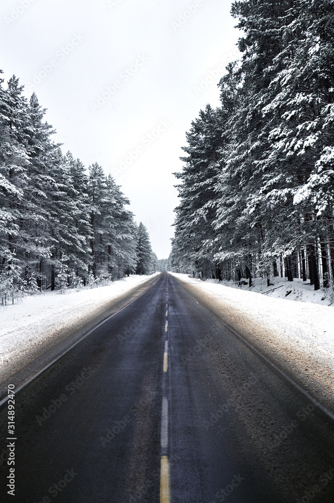Obraz premium snowy winter road in a pine forest