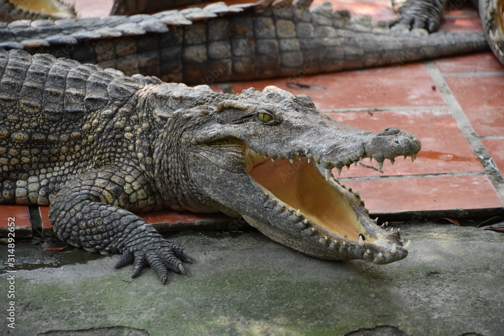 Obraz premium Krokodile