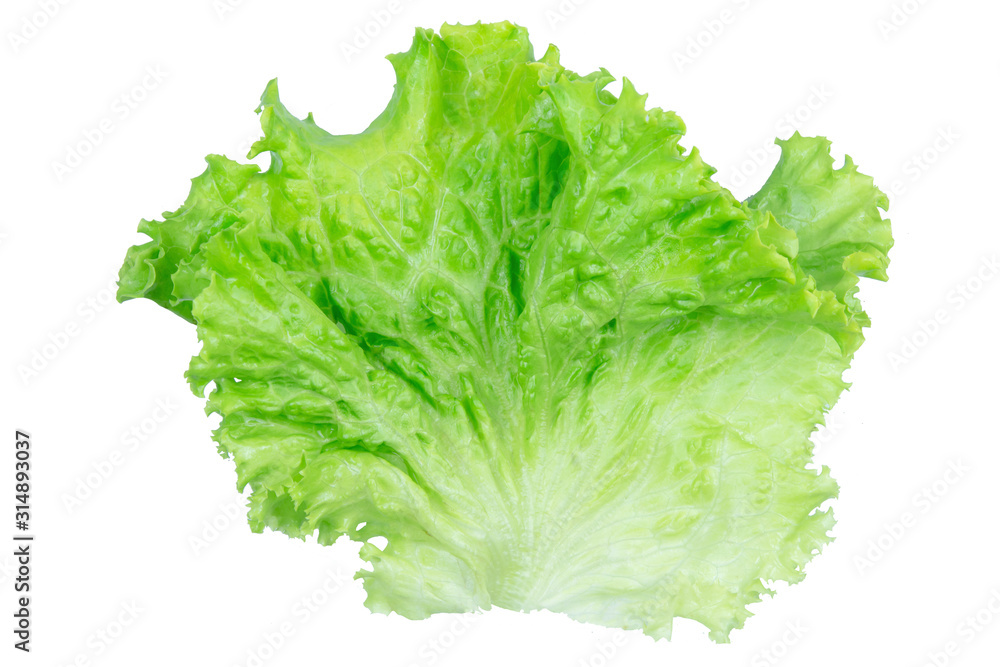 Salad leaf. Lettuce isolated on white background with clipping path. Salad leaf. Lettuce isolated on white background with clipping path.