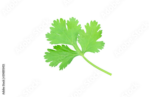 Coriander leaf isolated on white background with clipping path.