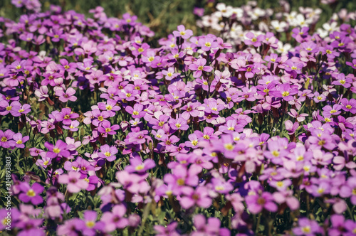 Aubrieta deltoidea flowering plant in the mustard family commonly known as lilacbush, purple rock cress or rainbow rock cress