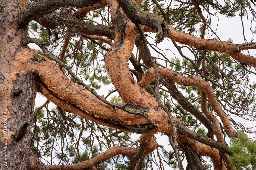 Spreading branches of pine tree in Siberian taiga forest. Spreading branches of pine tree in Siberian taiga forest.