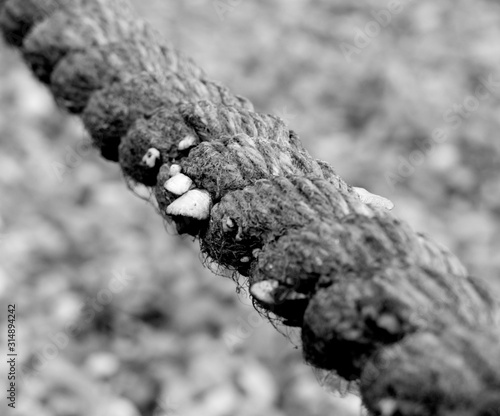 fungus on the tree