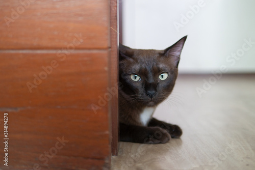 Brown cat is playing peek and hiding behind the wooden wall with curious face