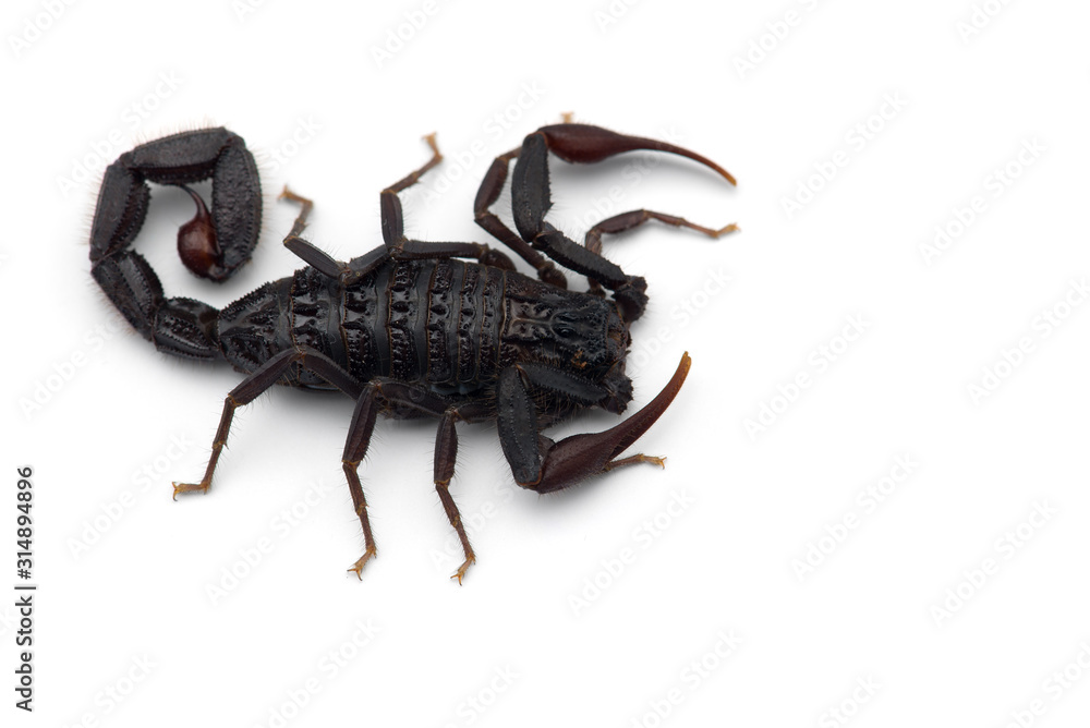 African venom Scorpion isolated on white background African venom Scorpion isolated on white background