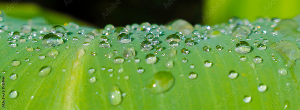 Beautiful green leaf with drops of water Beautiful green leaf with drops of water