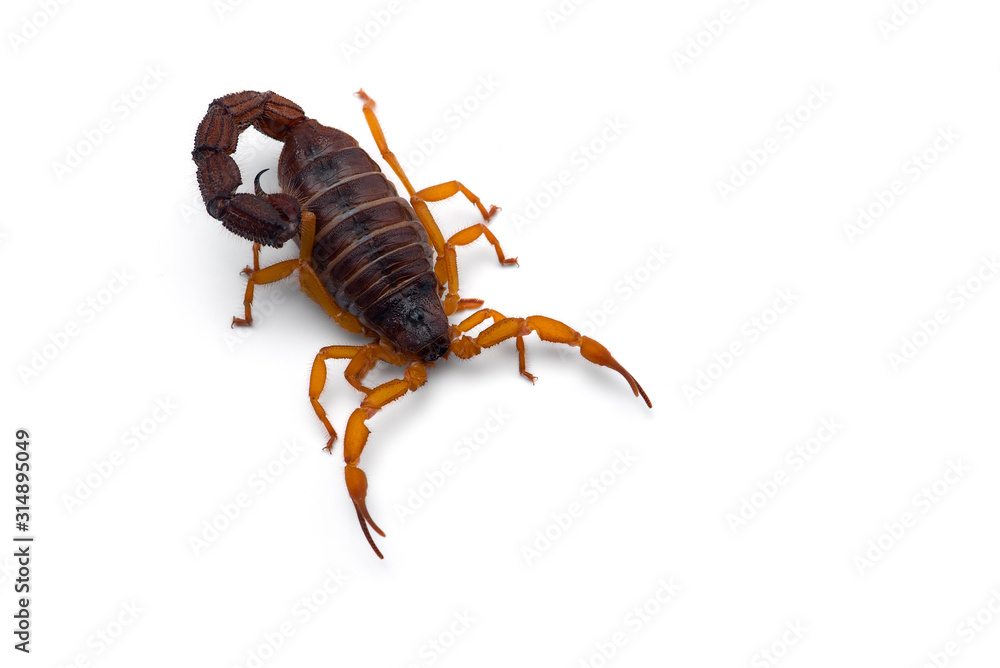 African venom Scorpion isolated on white background African venom Scorpion isolated on white background