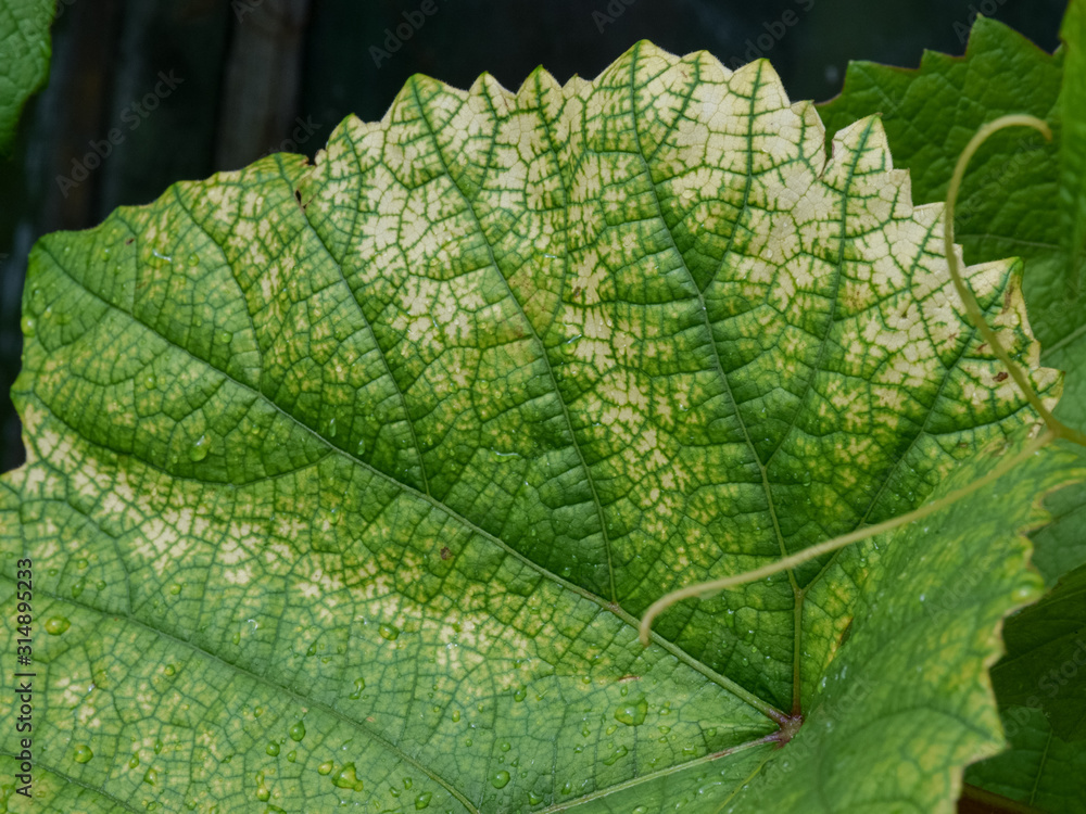 Fototapeta premium picture with grape leaf texture, close-up view