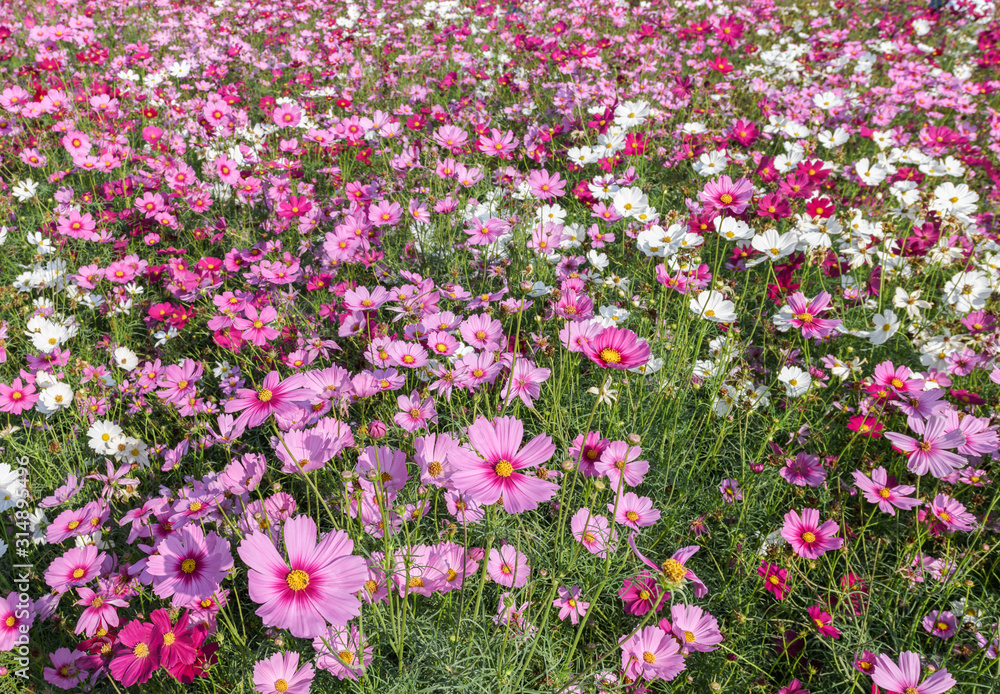 Beautiful cosmos flowers blooming in cosmos field