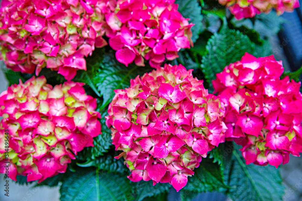 Pink hortensia flower blooming in spring and summer in a garden. Bright vivid color. Pink hortensia flower blooming in spring and summer in a garden. Bright vivid color.