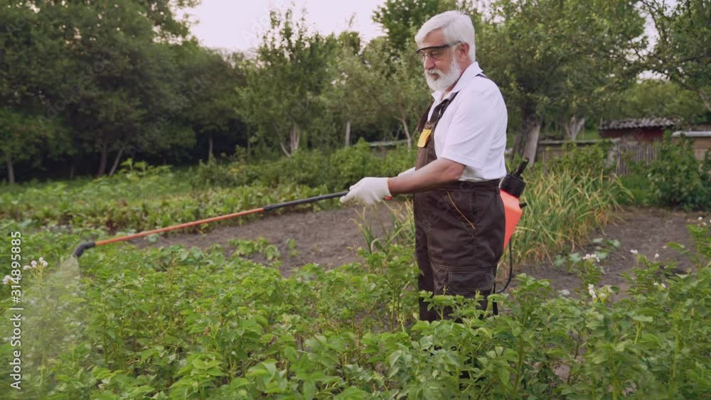 Mature gardener protecting potato bushes with chemicals Mature gardener protecting potato bushes with chemicals