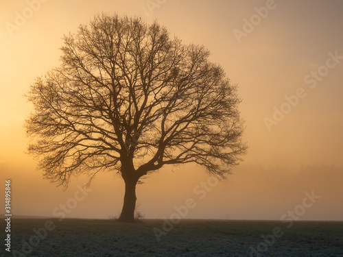 Baum im Morgennebel