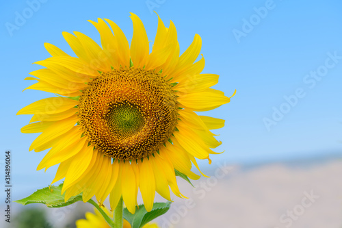 Fototapeta Naklejka Na Ścianę i Meble -  Beautiful sunflower  blooming on summer with blue sky