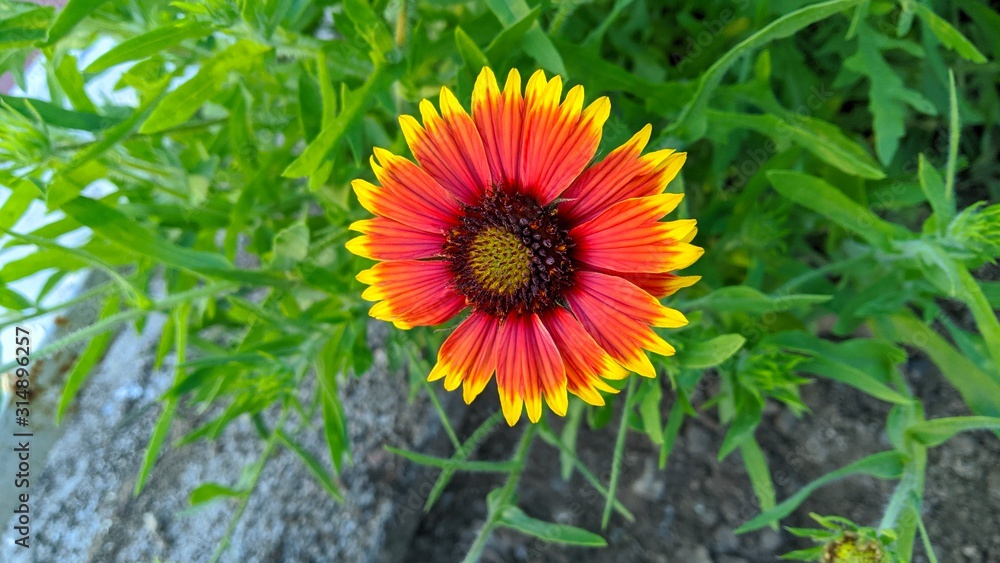 flower in the garden flower in the garden