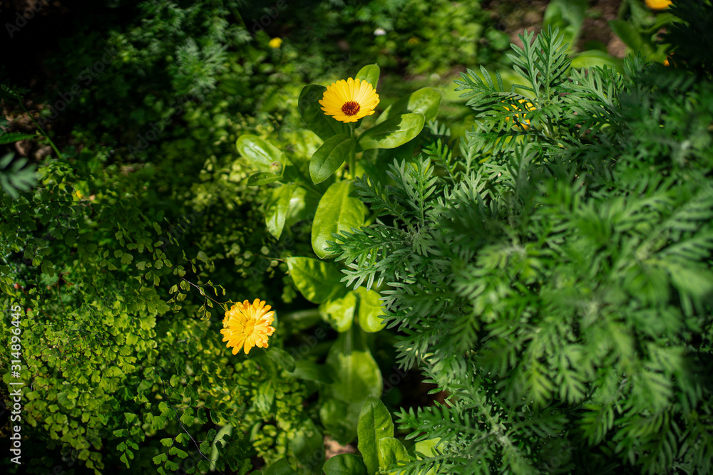 Fototapeta premium Yellow flowers in the midst of green leaves