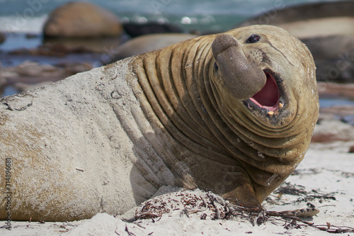 Large male Southern Elephant Seal (Mirounga leonina) during the breeding season on Sea Lion Island in the Falkland Islands.