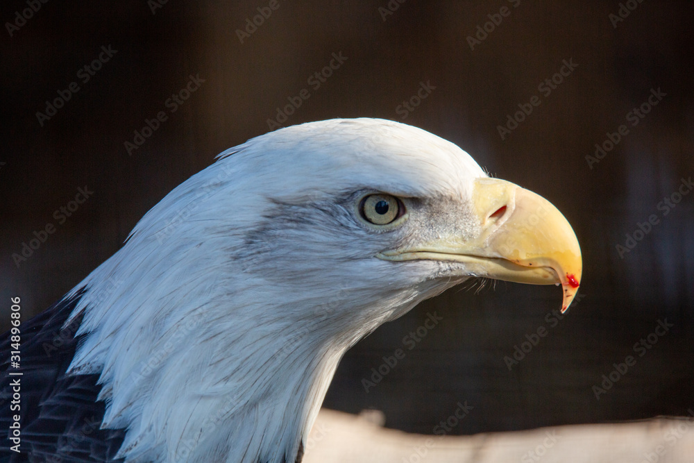 eagle