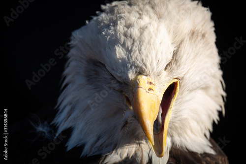 eagle photo