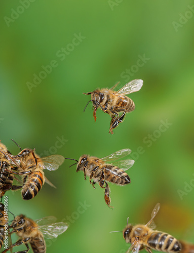 Fliegende Honigbienen, Apis mellifera flying, Bienenflug, fliegende Honigbiene, Apis mellifera fliegend, Bienen im Anflug, fliegende Insekten, Insektenflug, Flying honey bee, Flying insect, Bienenflug photo