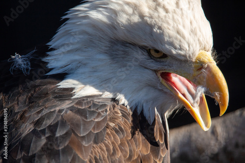 eagle