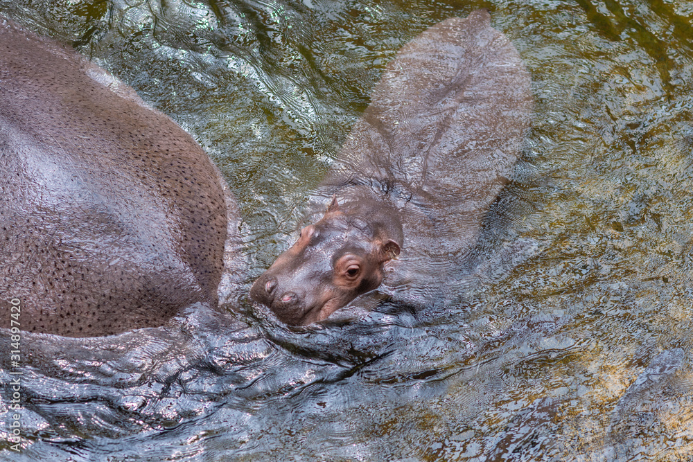 Obraz premium Hippopotamus living in water lake, Hippopotamidae, Baby Hippopotamus amphibius