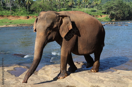 Photography elephants bathing in water