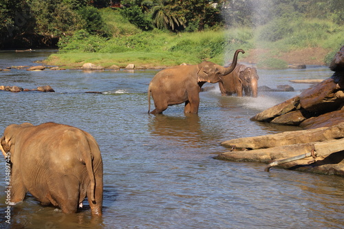 Photography elephants in water
