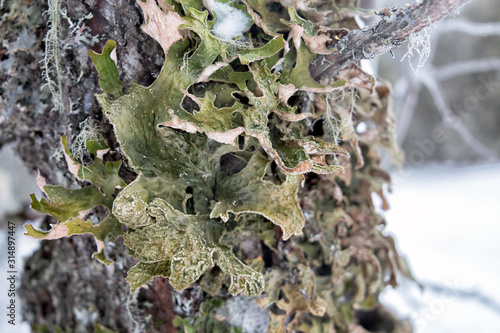 Lobaria pulmonary (lat. Lobaria pulmonaria). Lichen grows on a tree in the forest. Russia. North Karelia photo