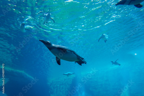penguins underwater in the aquarium  blue water