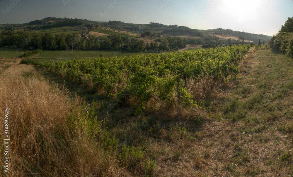 Summer vineyard in the Tuscan landscape near Florence