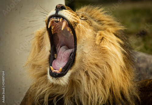 фотографія lion