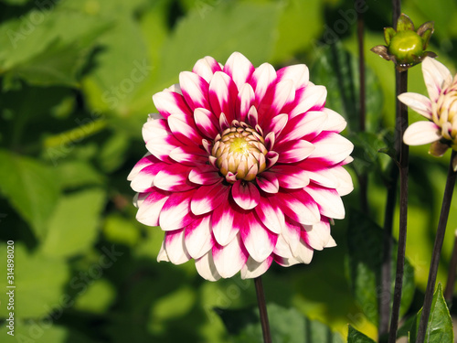 Closeup of a colorful white and fushia pink decorative double blooming Dahlia photo