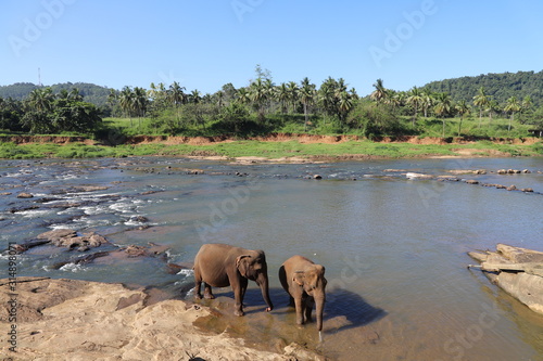 Photography elephants in the water