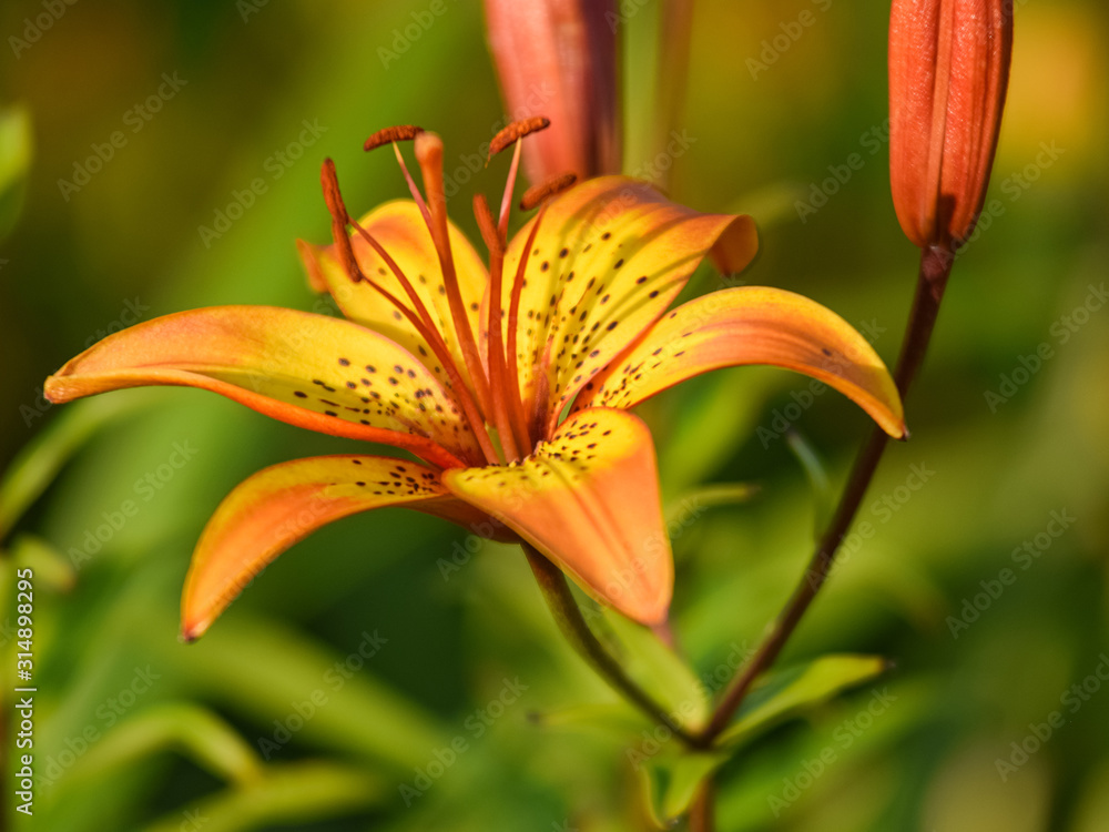 color picture with lily flower fragments on blurred background, close-up view color picture with lily flower fragments on blurred background, close-up view