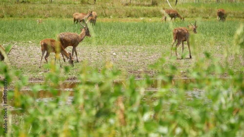 Young strong graceful deer, green pasture with green juicy grass. Spring meadow with cute animals. Livestock field in tropical Asia. Natural lagndaschaft with group of fawns. Environment conservation. Young strong graceful deer, green pasture with green juicy grass. Spring meadow with cute animals. Livestock field in tropical Asia. Natural lagndaschaft with group of fawns. Environment conservation.