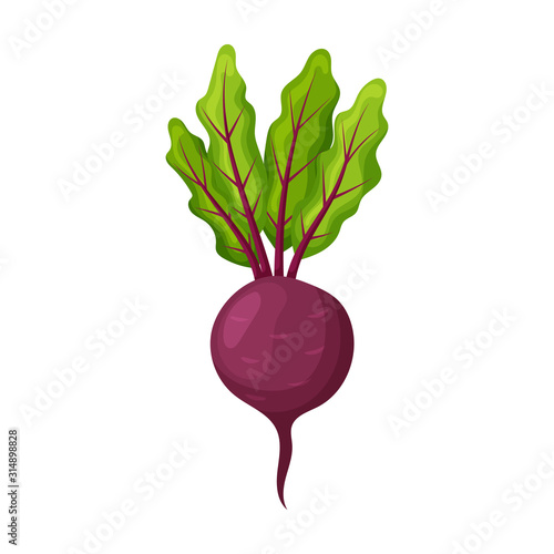 Beet vector icon.Cartoon vector icon isolated on white background beet .