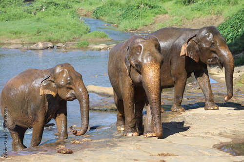 Photography elephants in the water
