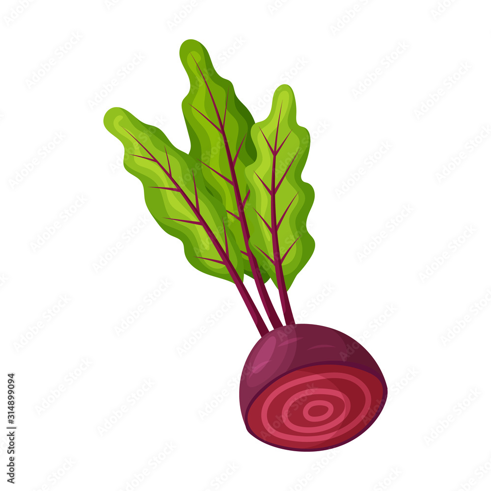 Beetroot vector  vector icon isolated on white background  beetroot . Stock Vector | Adobe Stock